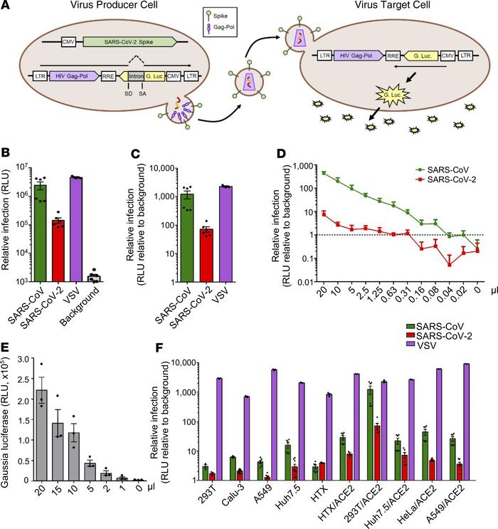inGluc-based HIV-1 lentiviral S pseudotypes bearing SARS-CoV-2 spikes.
2...