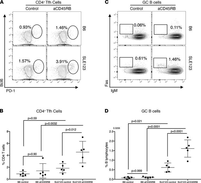 Effector CD4+ T cells respond inappropriately to anti-CD45RB, accelerati...