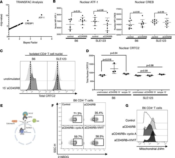 A cyclosporine sensitive element modulates immune changes seen with aCD4...