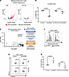 Anti-CD45RB drives transcriptional changes in metabolism in B6 CD4+ T cells