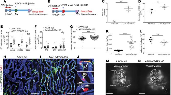 VEGFA165 gene therapy enhances pericyte survival, promotes pericyte rege...