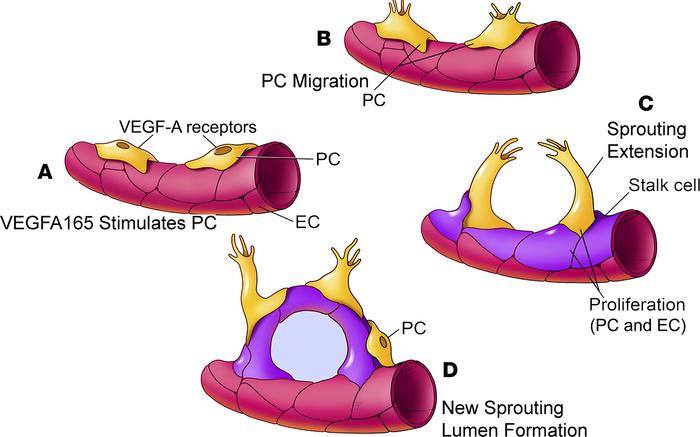 A model of VEGFA165-controlled angiogenesis in the cochlea.
(A and B) VE...