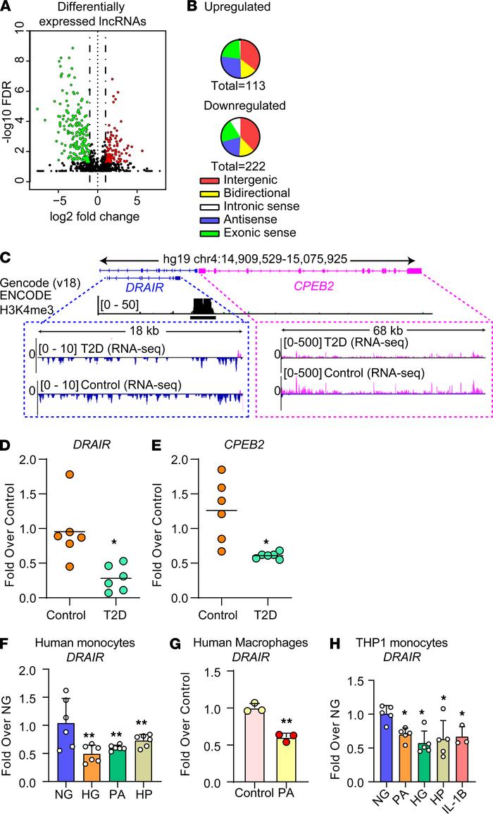 Dysregulation of lncRNA DRAIR in type 2 diabetes.
(A and B) Volcano plot...