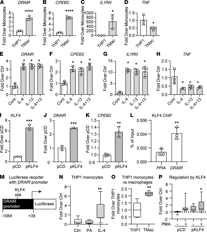 
DRAIR is regulated during macrophage differentiation and by antiinflamm...