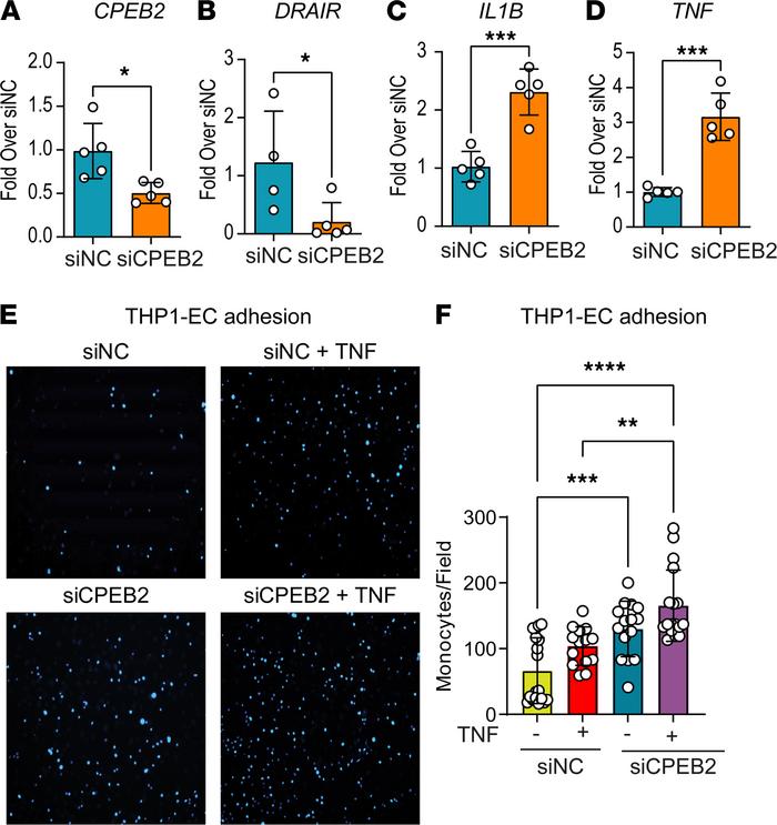 
CPEB2 knockdown also promotes inflammatory phenotype in THP1 monocytes....