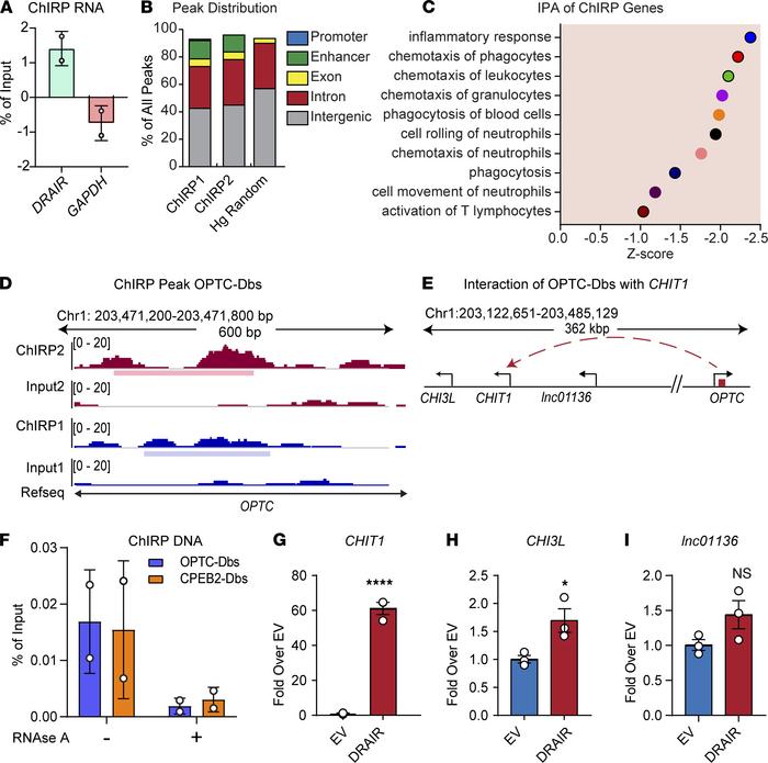 ChIRP analysis reveals DRAIR binding sites on chromatin.
(A) qPCR analys...