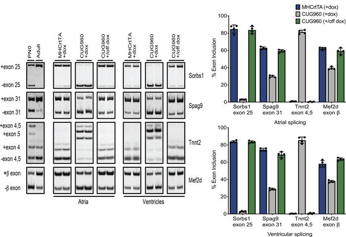 CUG960 mice exhibit strong and reversible DM1-associated splicing defect...