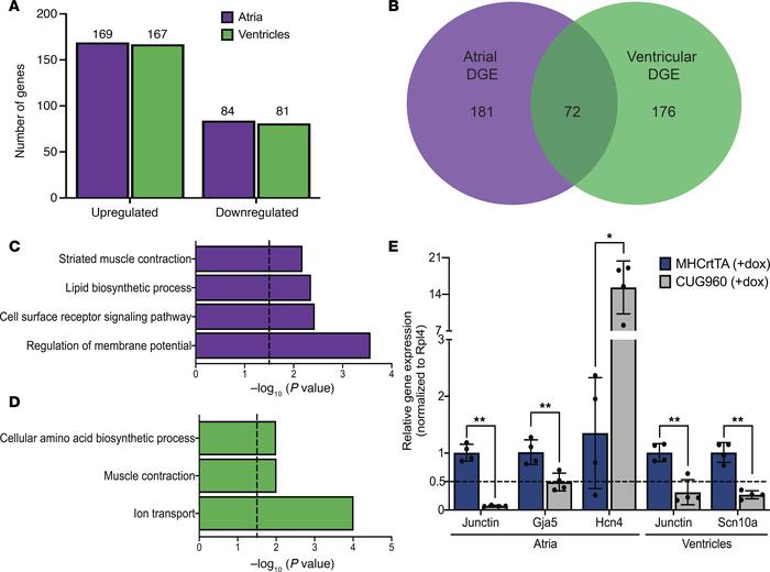 CUGexp RNA induced differential gene expression in atria and ventricles....