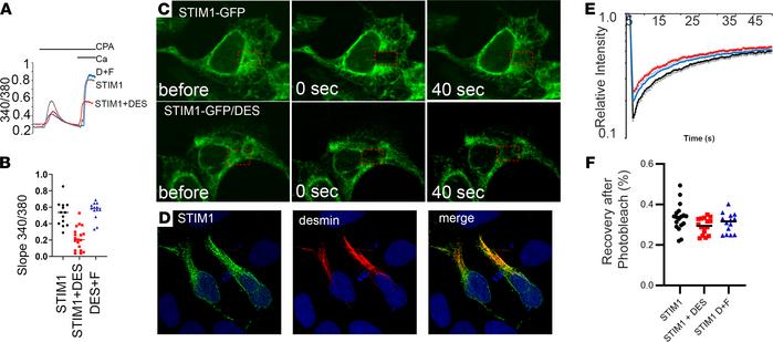 Desmin attenuates Ca2+ signaling in nonexcitable cells.
HEK293 cells wer...