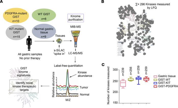 Characterizing the GIST kinome in primary tumors using MIB-MS to identif...
