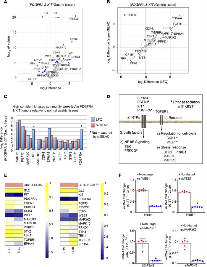 Targeting the mutant-GIST kinome signature identifies WEE1 as candidate ...
