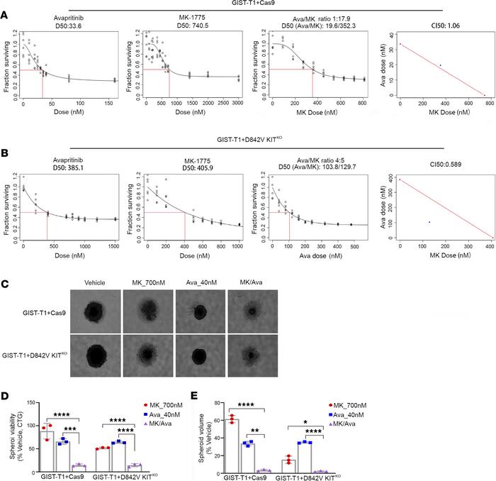 MK-1775 and avapritinib have enhanced combination on in vitro GIST cell ...