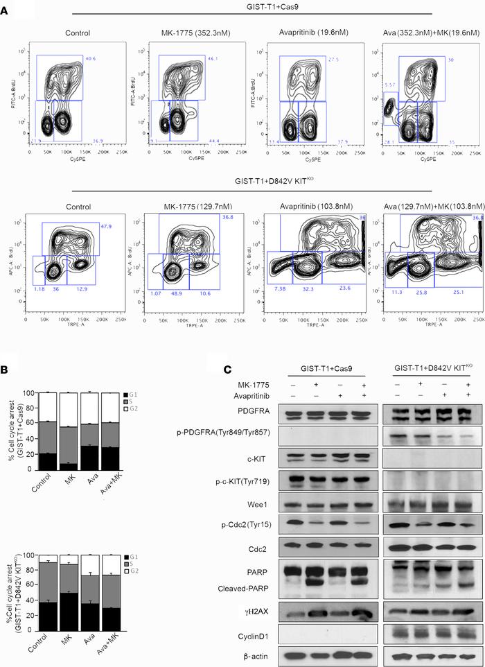 Mechanism of MK-1775 and avapritinib combination in KIT-dependent and –i...