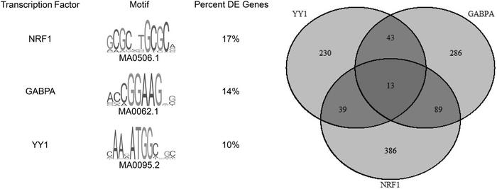 FIMO analysis.
FIMO analysis for NRF1, GABPA, and YY1 in the core promot...