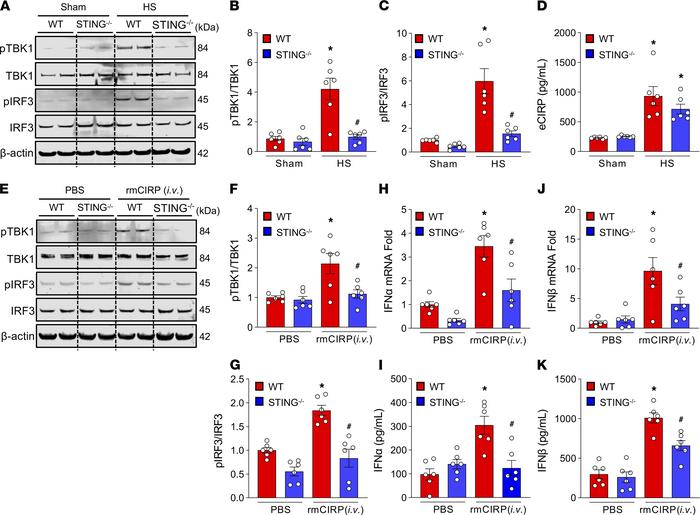 TBK1 and IRF3 in lungs in HS and rmCIRP-treated mice.
(A–C) After 4 hour...