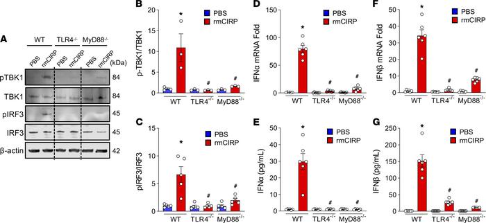 eCIRP activates STING downstream molecules through the TLR4-MyD88 pathwa...