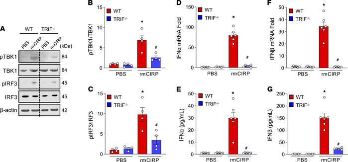 eCIRP activates the STING pathway through the TRIF-dependent pathway.
Pe...