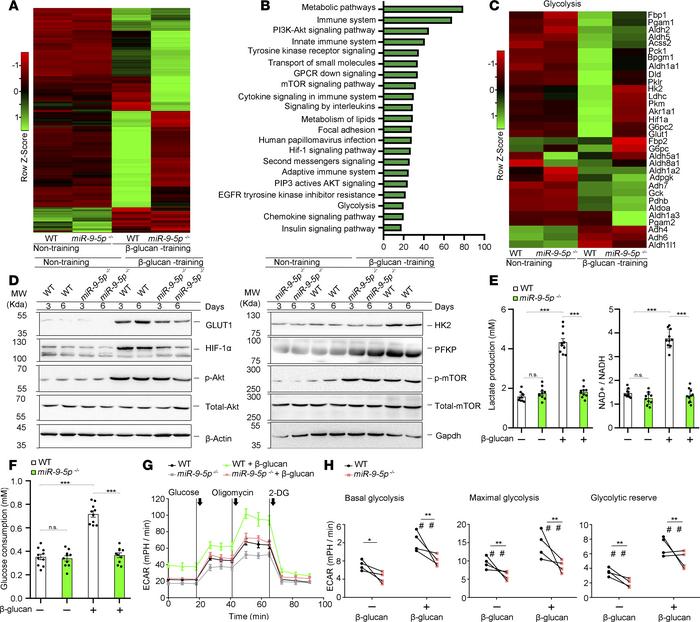 miR–9-5p triggers the switch to glycolysis in trained immunity.
(A) Heat...
