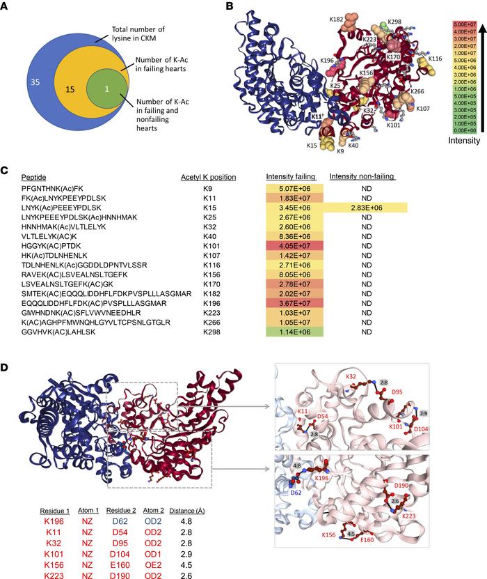 Lysine acetylation disrupts salt bridge formations between CKM monomers....