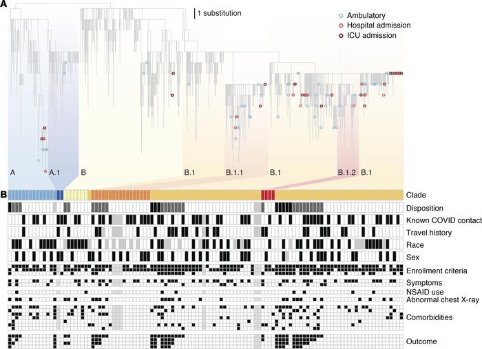 JHHS sequences and patient outcome.
(A) Maximum likelihood tree of subsa...