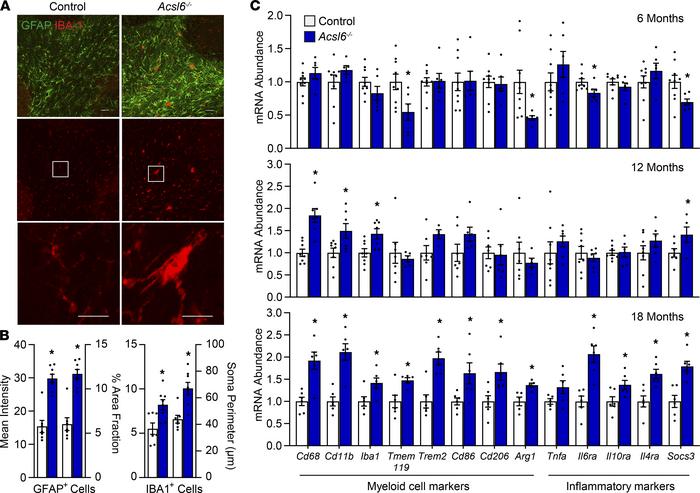 
Acsl6 deficiency results in age-related neuroinflammation.
(A) Represen...