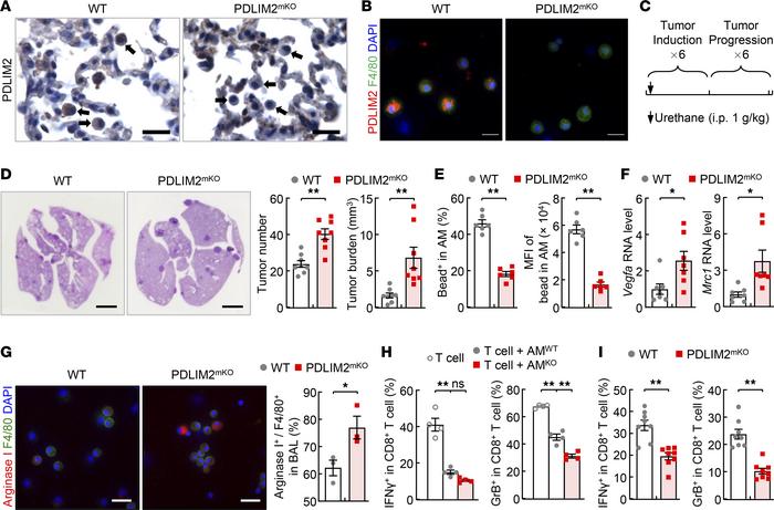 Critical role of cell-intrinsic PDLIM2 in AM phagocytosis and restrictin...