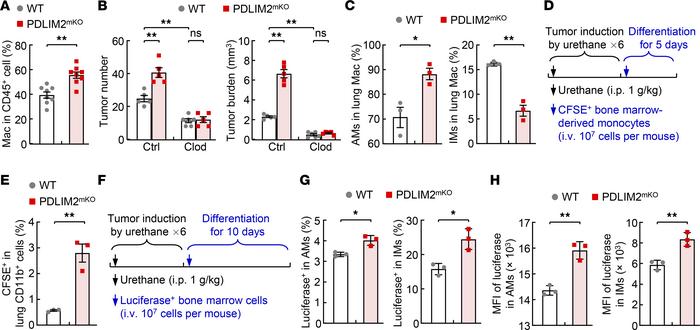 Cell-intrinsic PDLIM2 restriction of lung recruitment and differentiatio...