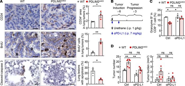 PD-L1/PD-1 blockade suppression of increased lung tumorigenesis by myelo...
