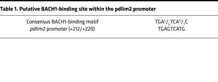 Putative BACH1-binding site within the pdlim2 promoter