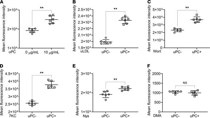 A488 LDL uptake in response to unconjugated p-cresol exposure under chem...