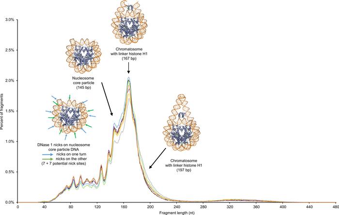 Representation of the crystal structure of the nucleosome core particle,...