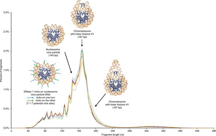 Representation of the crystal structure of the nucleosome core particle,...