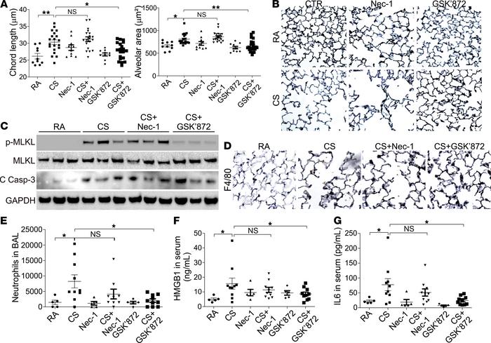 RIP3-dependent necroptosis contributes to airspace enlargement during CS...