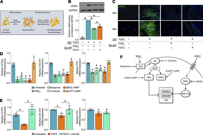 PGE2 and FGF2 dedifferentiate established myofibroblasts via distinct si...
