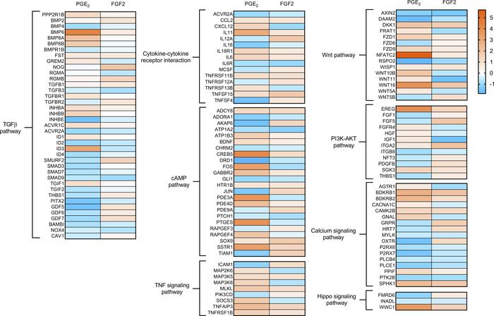 Regulation of genes from KEGG pathways enriched by both PGE2 and FGF2.
H...