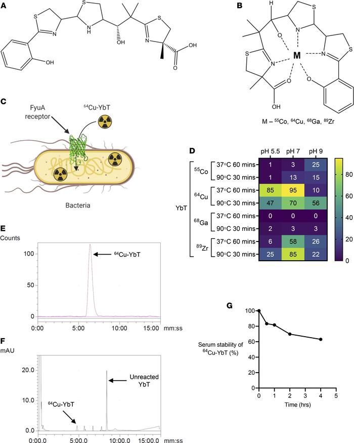 
64Cu readily forms a complex with YbT with high affinity and stability....