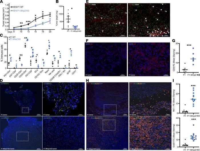 
Mmp2 depletion in B16 cells impairs melanoma tumor growth.
The levels o...