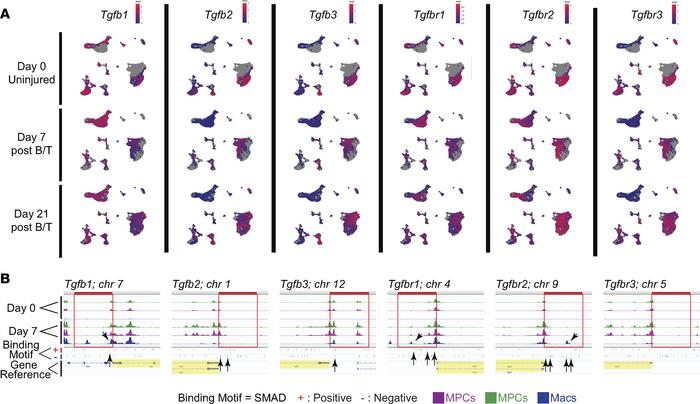 TGF-β downstream signaling in MPCs and Macs with change in open chromati...