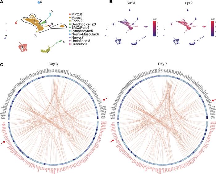 Ligand-receptor signaling in Macs.
(A) UMAP plot of cells from day 0 and...