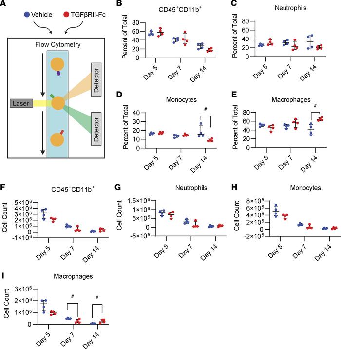 Flow cytometry shows treatment alters monocyte/Macs at damaged left hind...