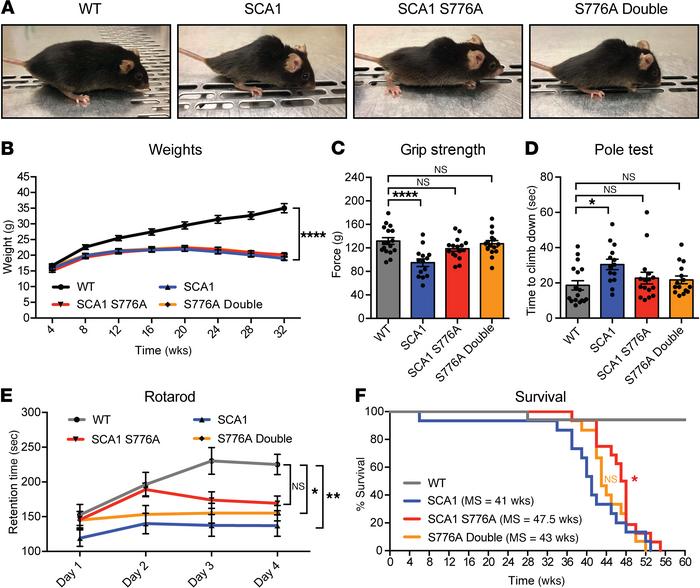 Disruption of S776 phosphorylation on both alleles reduces the behaviora...