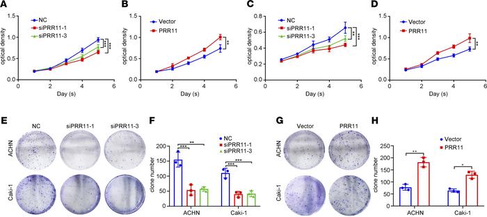
PRR11 knockdown inhibited ccRCC cell proliferation.
(A–D) MTT assay was...