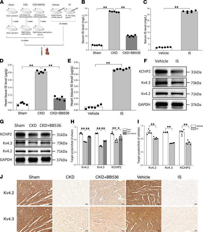 Ito,f-related proteins were downregulated in CKD rats with a high levels...