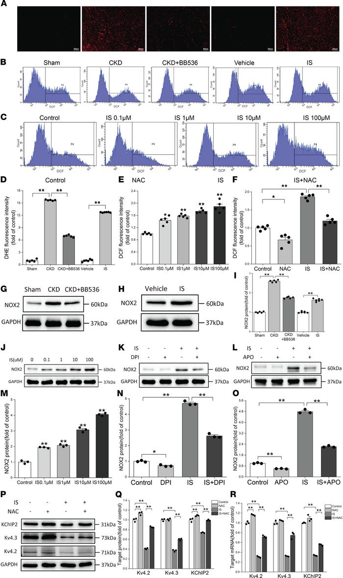 ROS production was involved in IS-induced reductions of Ito,f-related pr...