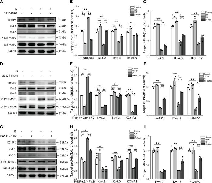 Activation of p38 MAPK, p44/42 MAPK, and NF-κB signaling pathways downre...