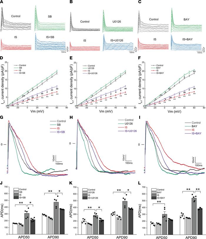 IS downregulated Ito,f density and prolonged APD by activating p38 MAPK,...
