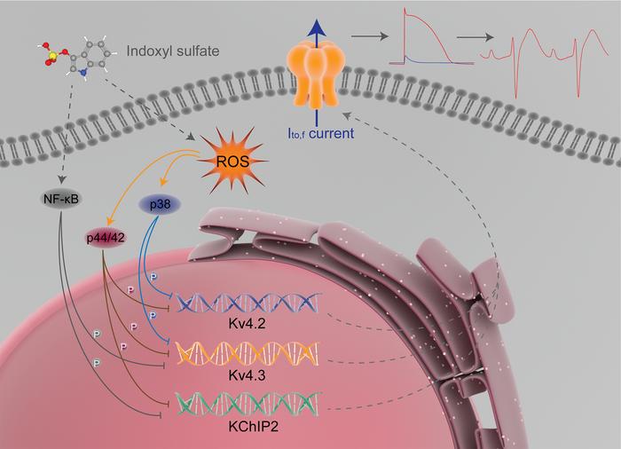 Proposed mechanism for Ito,f regulated by IS.
IS reduces the expression ...