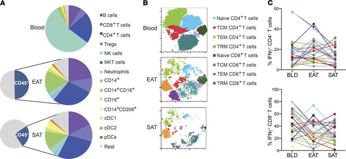 CD4+ T cells are the dominant immune population in EAT and SAT.
(A) Pie ...