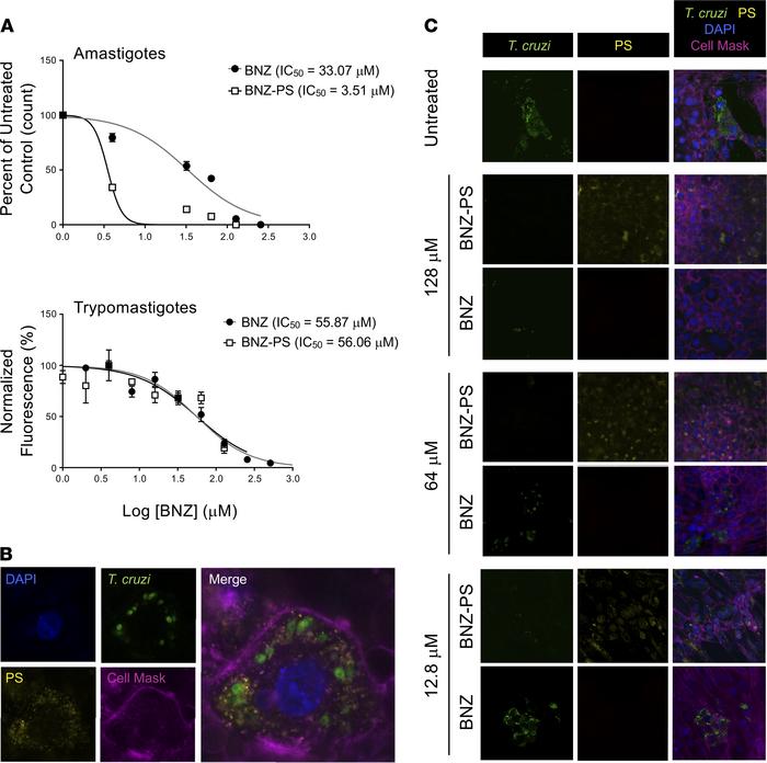 BNZ-PSs are more potent than free BNZ against T. cruzi in vitro.
(A) In ...