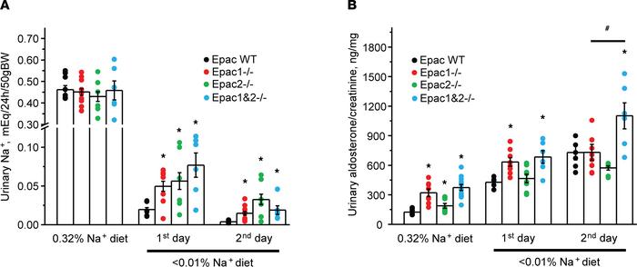 Epac1–/–, Epac2–/–, and Epac1&amp;2–/– mice exhibit impaired adaptation ...